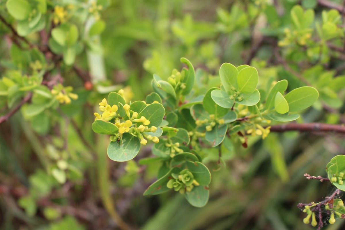 Wikstroemia indica (L.) C.A.Mey.